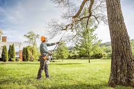 Best Tree Cabling and Bracing  in Hamilton, GA